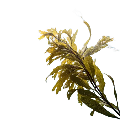 Imagen PNG para descargar